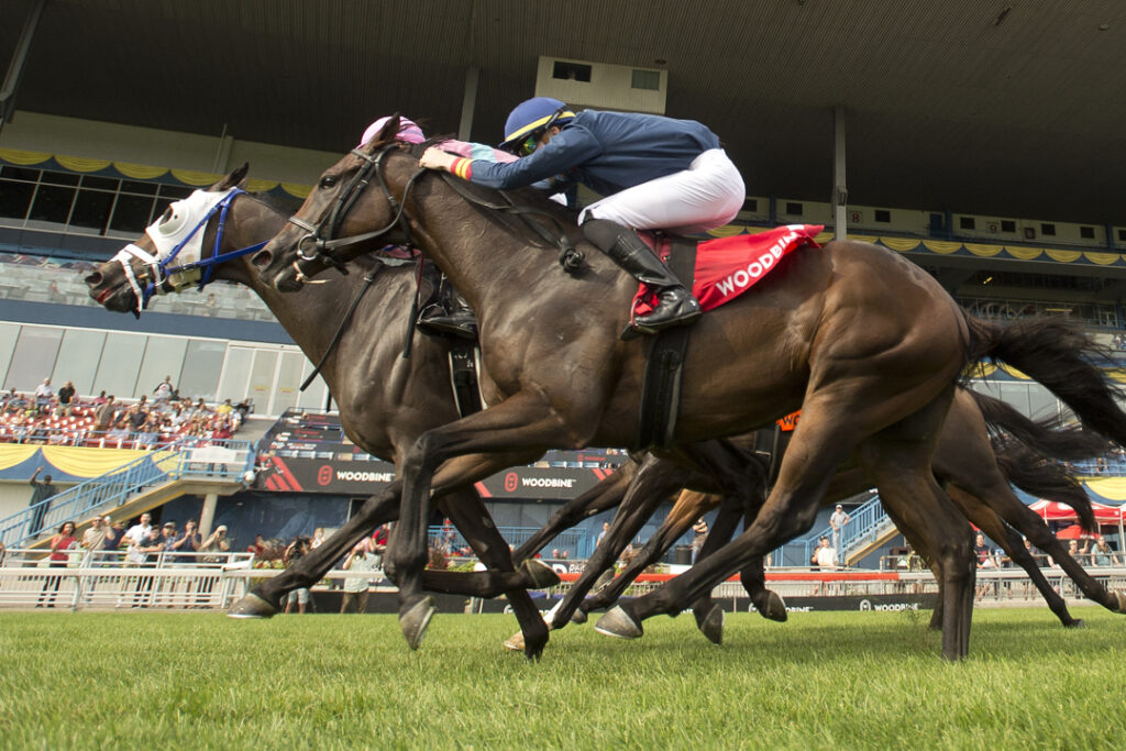 Woodbine Racing photo