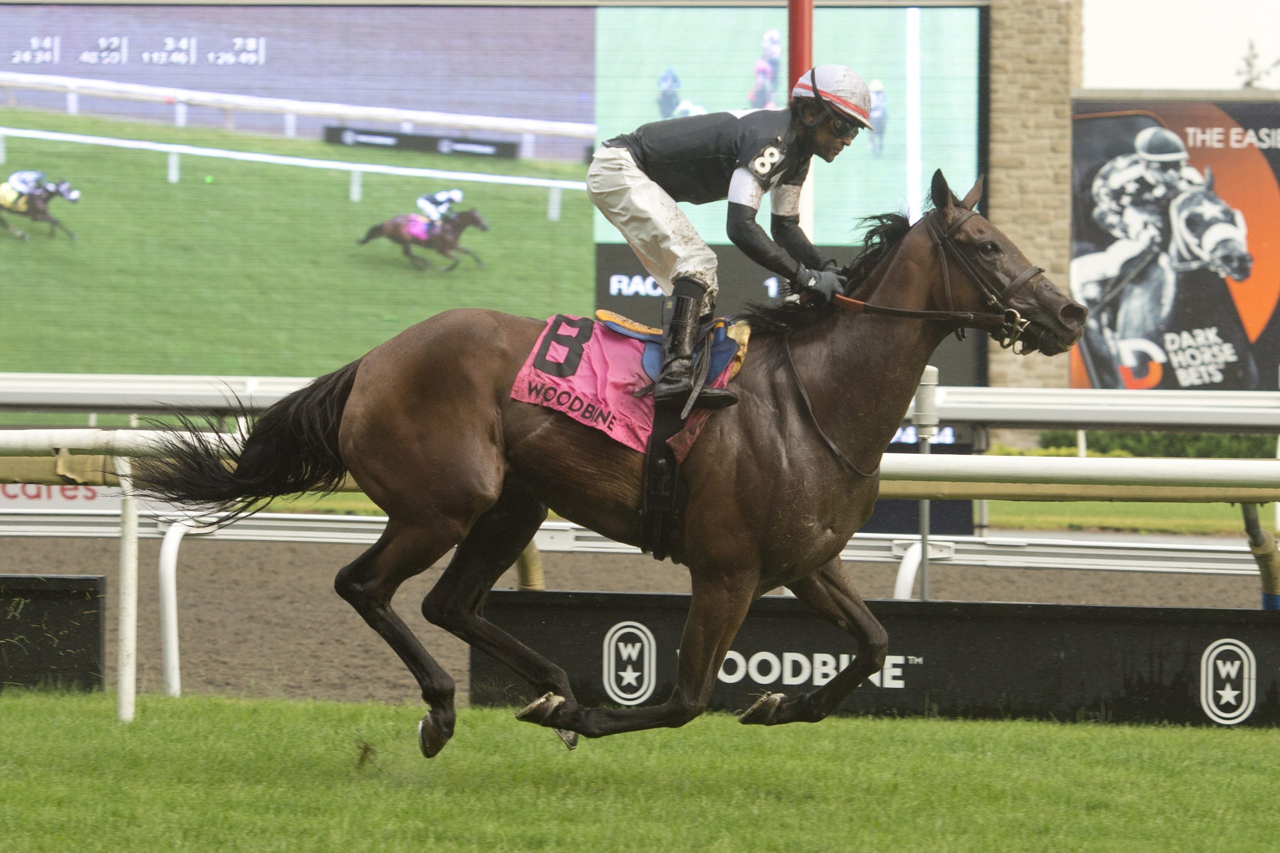 Fev Rover at Woodbine now competing at the Breeders' Cup