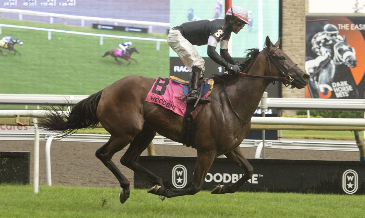 Fev Rover of Ireland racing at Woodbine. Horse racing.