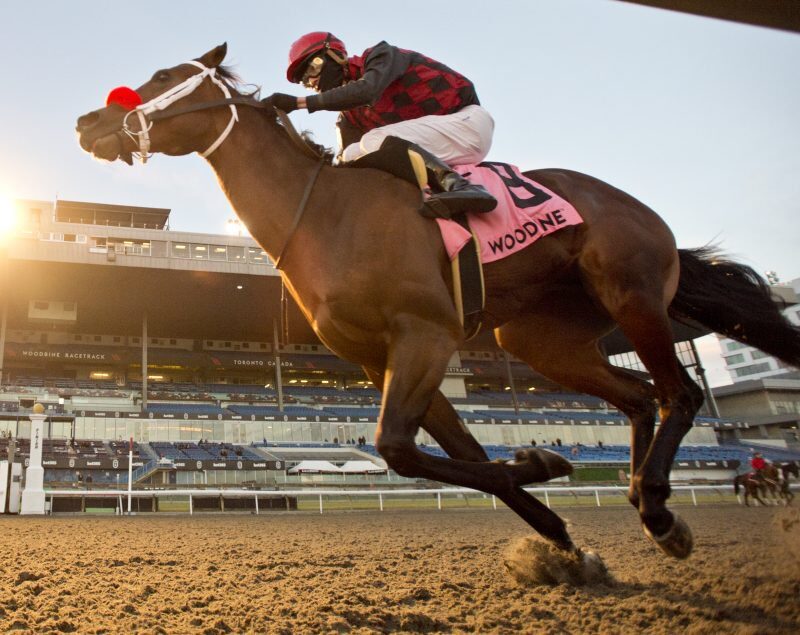 Babbo winning at Woodbine. Horse racing