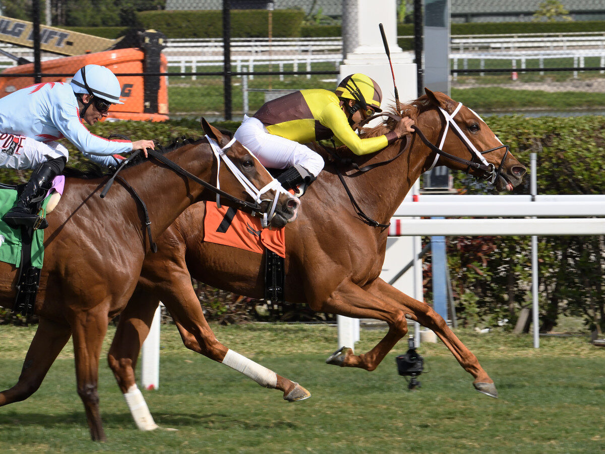 Roaring Forties winning the Sunshine Turf Stakes at Gulfstream