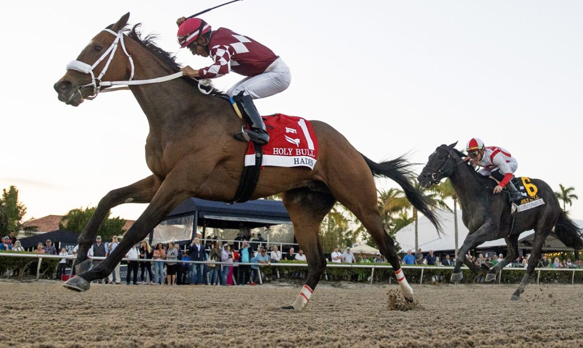 Hades winning the Holy Bull stakes horse race