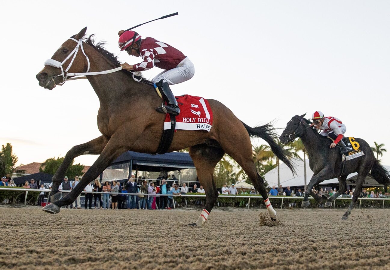 Hades winning the Holy Bull stakes horse race