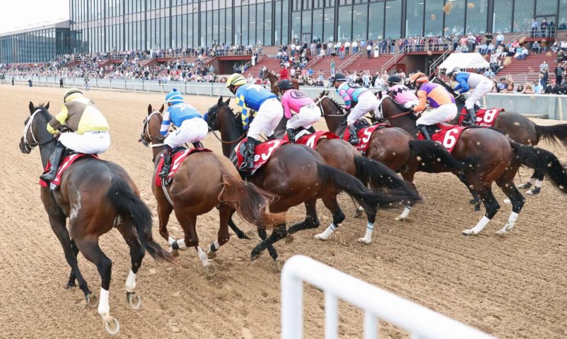 Start gate at Oaklawn Park at the Rebel Stakes