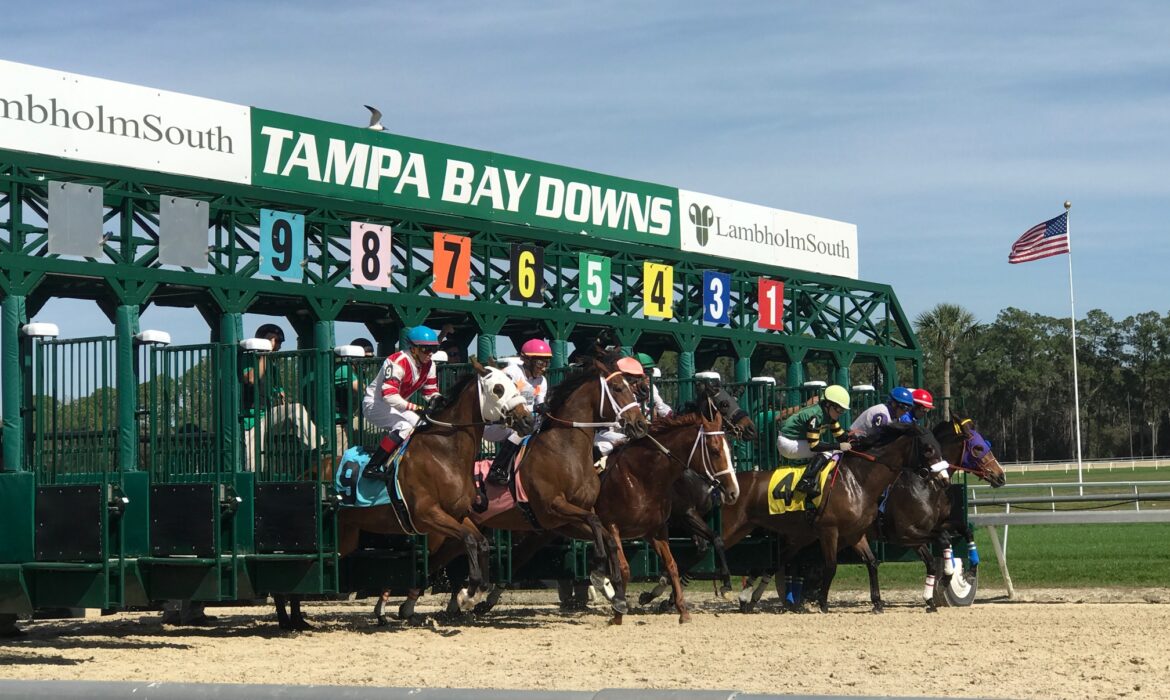 Tampa Bay Downs horse racing