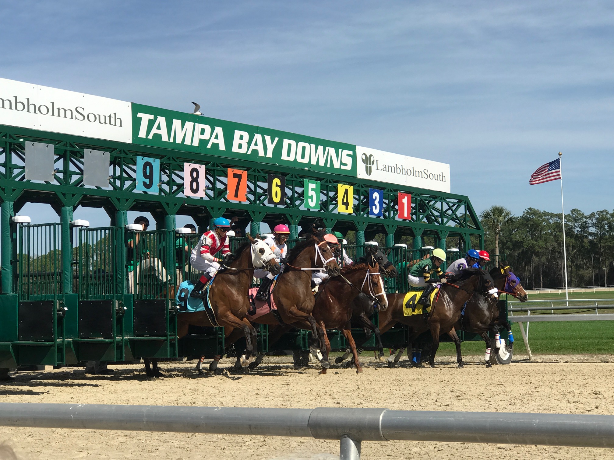 Tampa Bay Downs horse racing