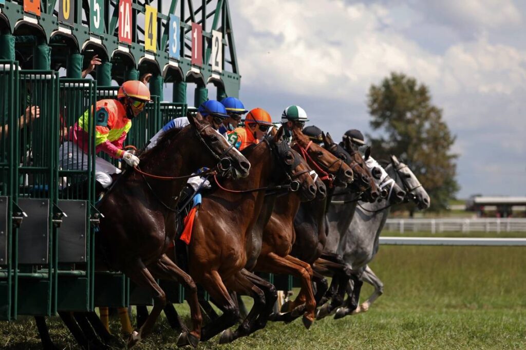 Starting gate at Kentucky Downs